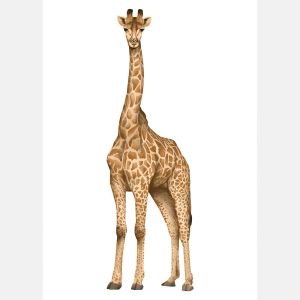 Plakat -  Giraffe