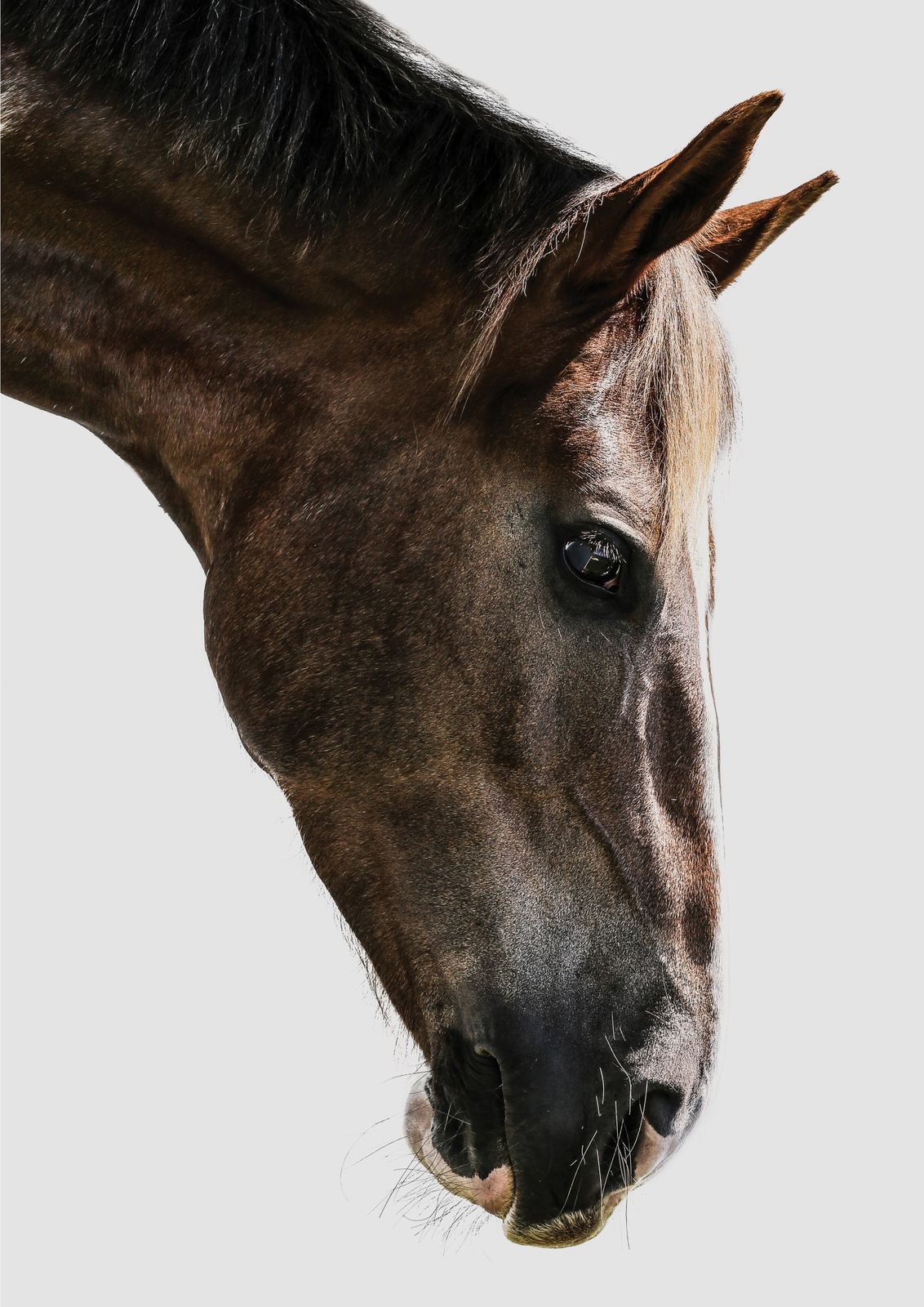 Plakat - Hesteportrett