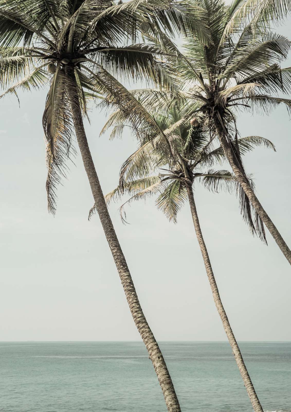 Plakat - Palmstrandscene