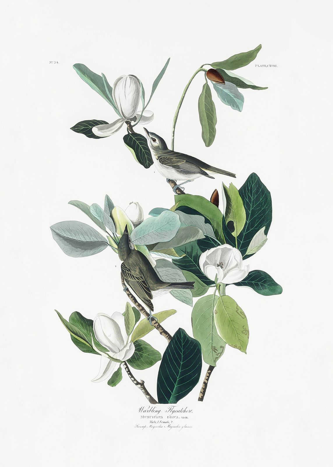 Plakat - Audubon Magnolia Warbler