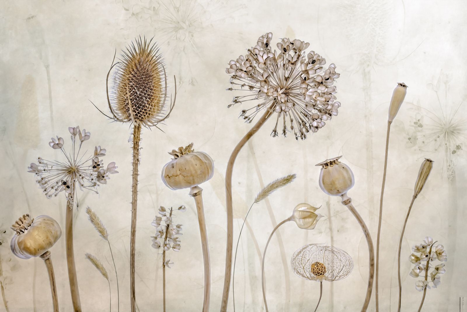 Plakat - Botanisk Ro