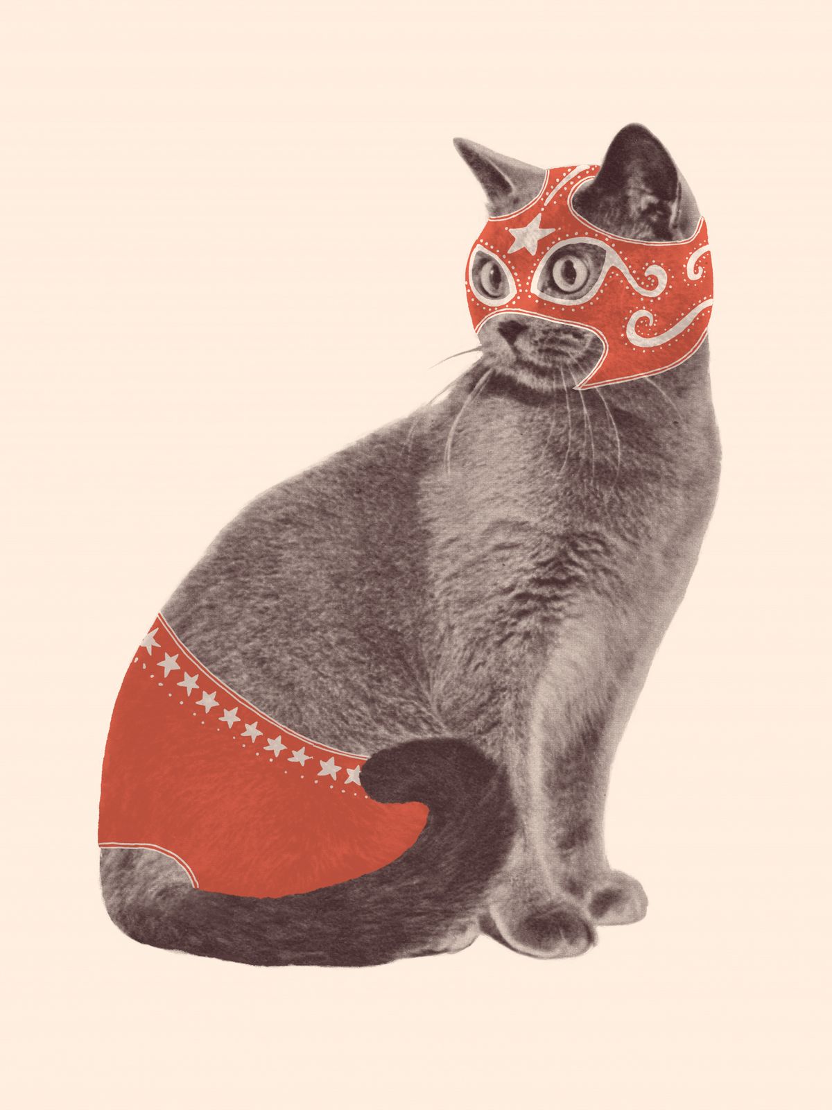 Plakat - Maskert Katt
